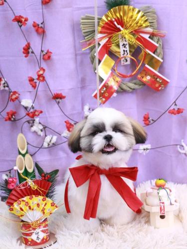 20230121みたらしちゃん